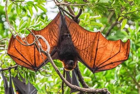 Megabats: 6 Largest Bats Species In The World .